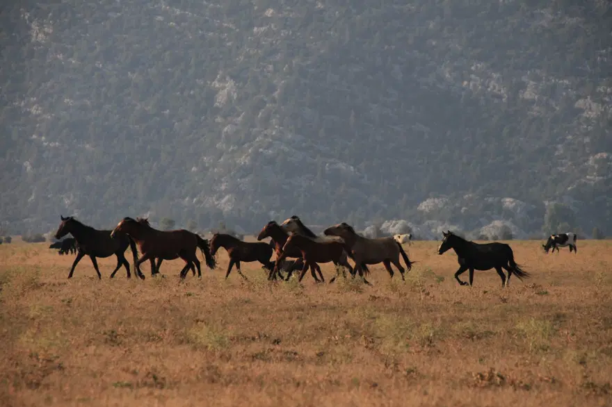 Dünya Turizm Örgütü, dünyanın en iyi köylerini seçti! Listede Türkiye'den bir köy de var Dünya Turizm Örgütü, dünyanın en iyi köylerini seçti! Listede Türkiye'den bir köy de var