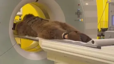 Yediği meyveler dokundu, hastaneye kaldırıldı:  Okan isimli ayının MR'ı çekildi