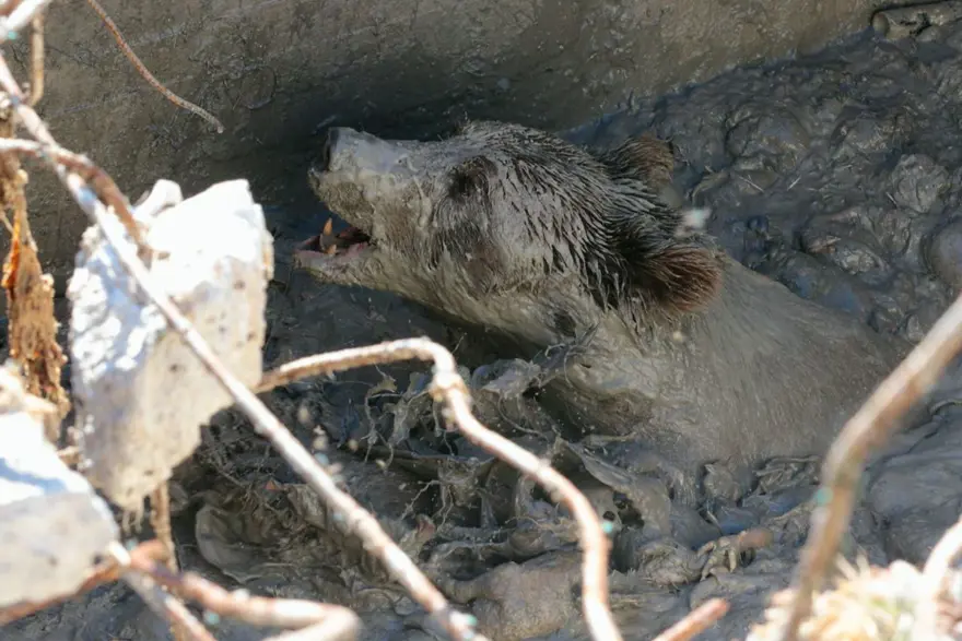 Bolu’da kuyuya düşen ayı 13 saat sonra kurtuldu 4