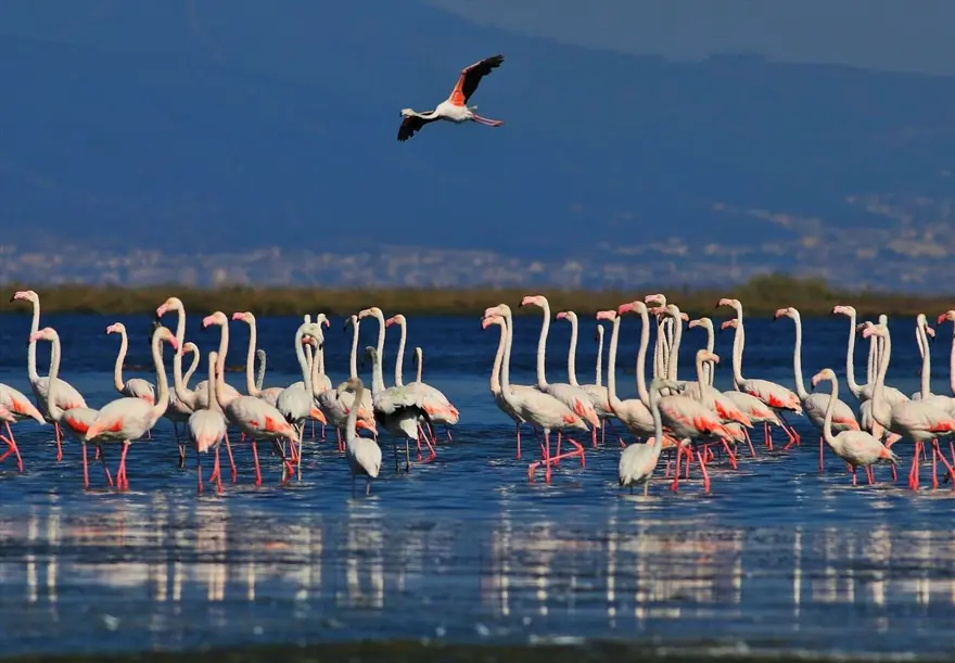 "Kuş Oteli" Hersek Lagünü, göçmen kuşlarla şenlendi: 350'den fazla flamingo geldi 3