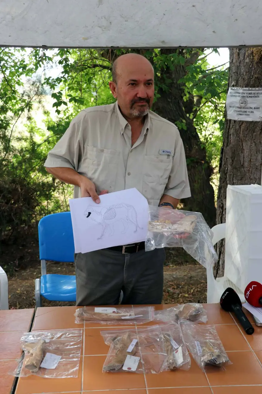 Kayseri'de 4 bin yıl öncesine ait aslan kemiği bulundu 7