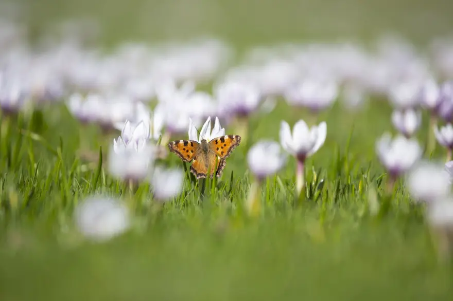 Tunceli'de baharın müjdecisi çiğdem ve nergisler çiçek açtı 5