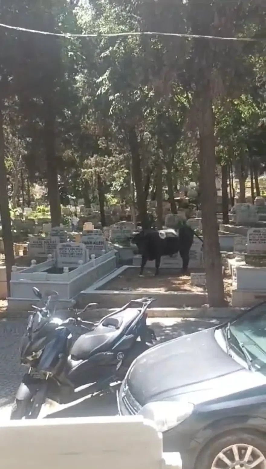 İstanbul’da boğa mezarlığa daldı: 2 yaralı 