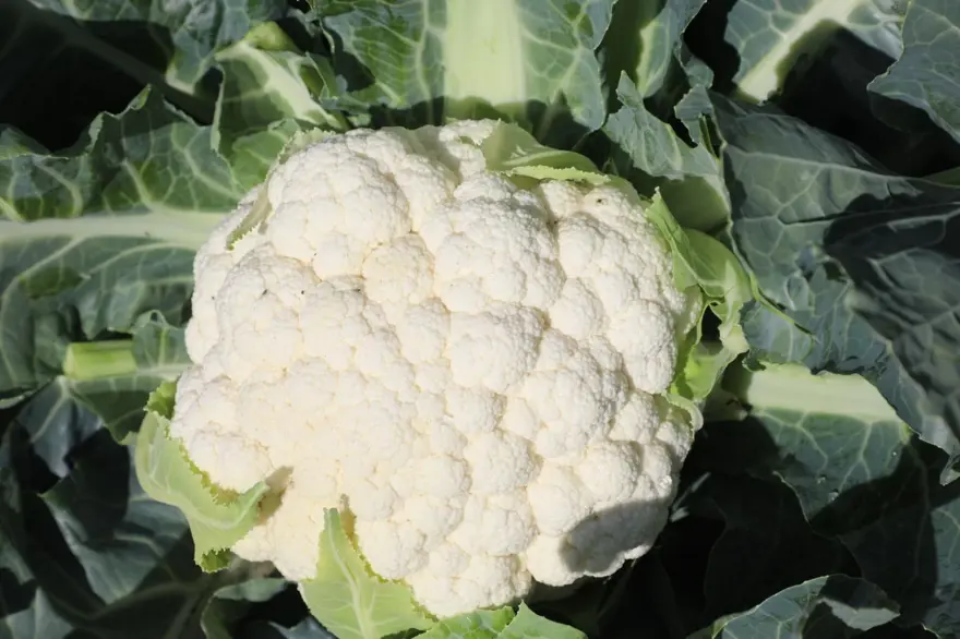 26 dekar alanda 2 yıldır yetiştiriyor: Hasadı başladı 1