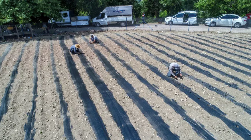 Yok olma tehlikesi yaşayan "Çandır fasulyesi"nin üretimi 15 kat arttı 7