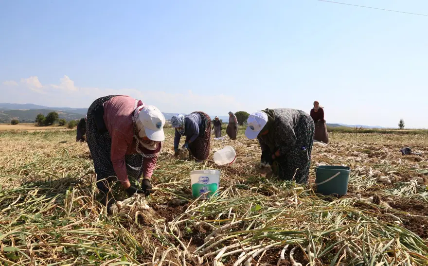 Günlük bin 200 TL kazanıyorlar: Kavurucu sıcakta zorlu mesai 4