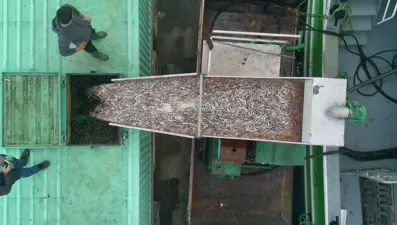 Tonlarca avladılar: Kasa kasa kamyonlara yüklendi