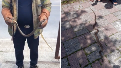 Havalar ısındı, yılanlar ortaya çıktı! İstanbul'daki en riskli yedi ilçe