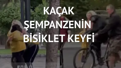 Hayvanat bahçesinden kaçan şempanze bisikletle geri götürüldü