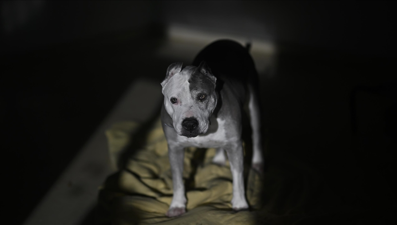 Dünya Kupası öncesi acımasız temizlik: Üç milyon köpek öldürülecek!