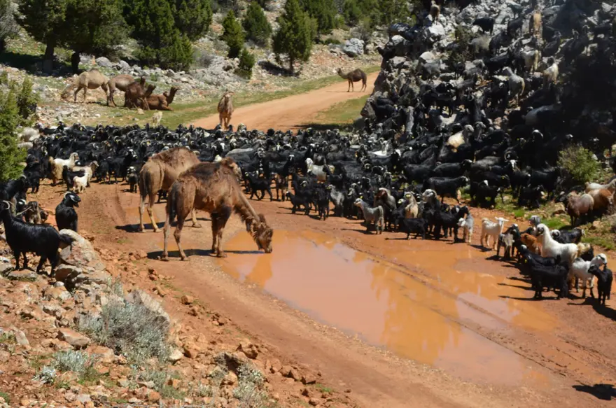 Yörüklerin 20 gün sürecek yaz göçü başladı 5
