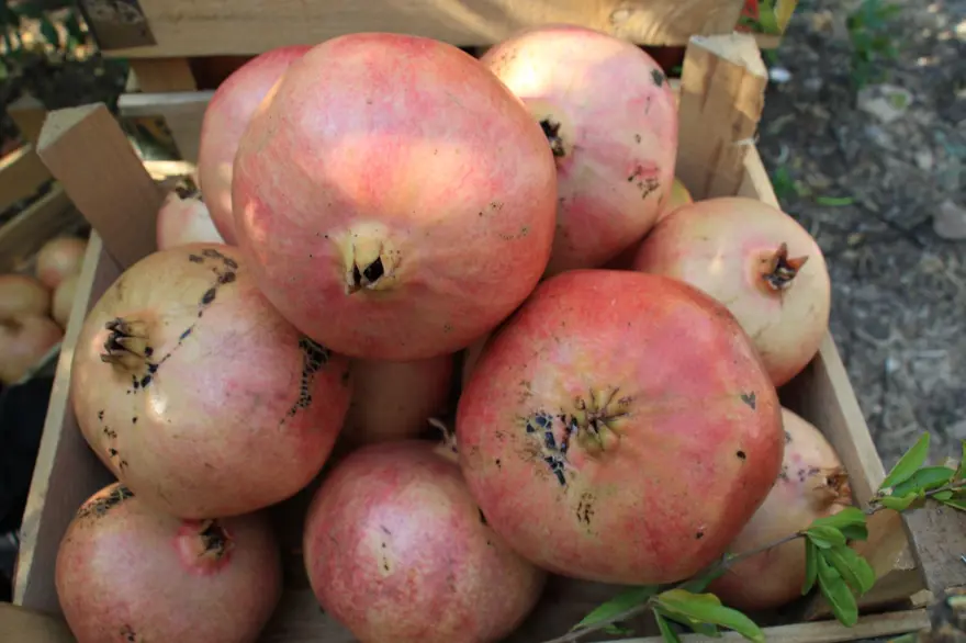 Bu narların tanesi 1,5 kilo 1 Bu narların tanesi 1,5 kilo 1