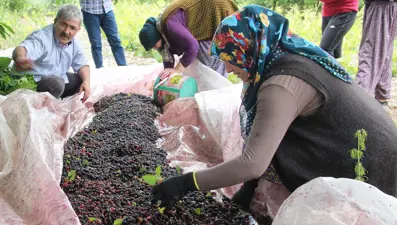 Karadut pekmezinin Amasya'dansofralara uzanan zorlu yolculuğu