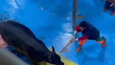 Et entegre tesisinde kesime götürülen hayvana eziyet: Başına defalarca baltayla vurdular