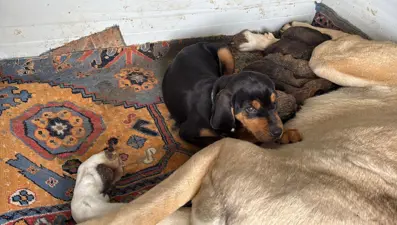 Anneleri ölen yavru kurt köpeklerine Kangal köpeği annelik etti