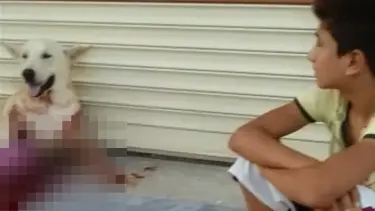 Havlamasından rahatsız olup tüfekle vurdu