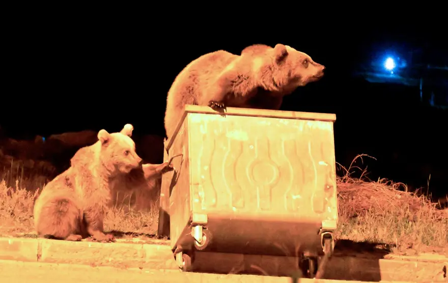 Kars'ta bozayılar şehre inip yiyecek aradı 
