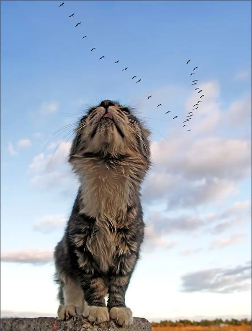 İnternetin yeni fenomenleri 130