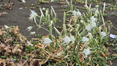 Hatay'da görüldü: Koparana 557 bin TL ceza