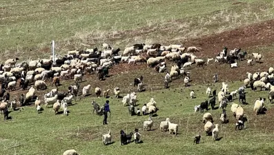 Çoban krizi büyüyor: 70 bin lira maaşı beğenmiyorlar