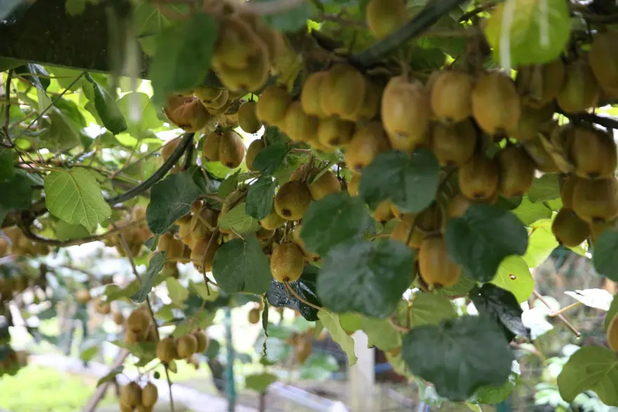 Kilogram fiyatı belli oldu: Kasım ayında hasat yapılacak 1 Kilogram fiyatı belli oldu: Kasım ayında hasat yapılacak 1