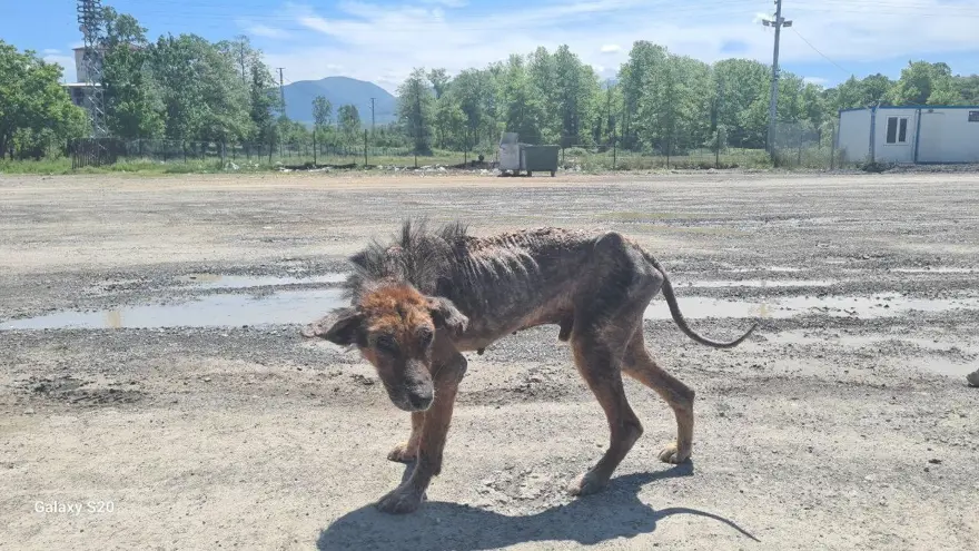 Alaplı'da uyuz paniği 1 Alaplı'da uyuz paniği 1
