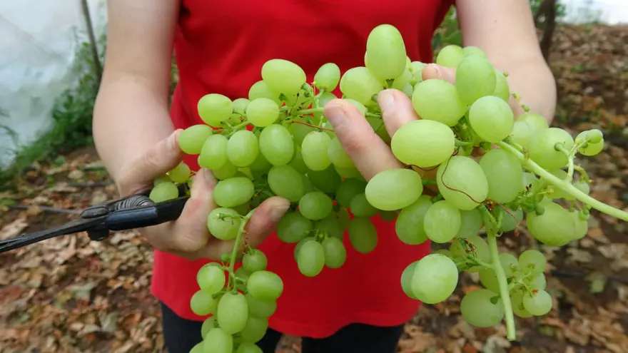 Zirai don meyve fiyatlarını vurdu: İlk ürünler 250 TL'den alıcı buluyor 3