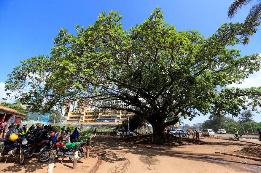 Kenya'da 100 yıllık ağaç için kararname çıkarıldı 