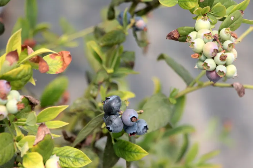 Adana'da yaban mersini üretildi: Kilosu tarlada 160 TL'ye satılıyor 4