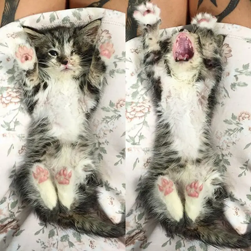 Hayatını kedileri kurtarmaya adadı 314