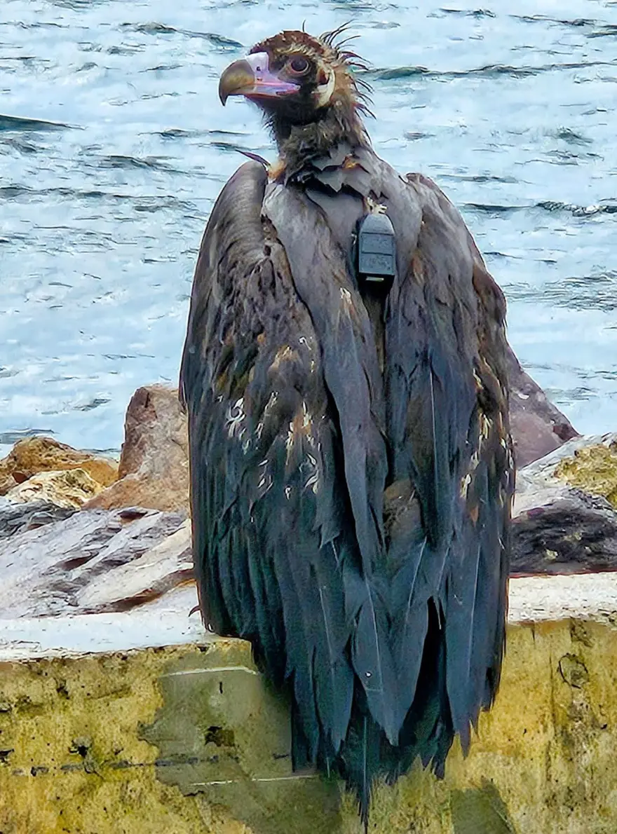 Yorgun düşen kara akbaba "B10" yakalanıp tedaviye alındı 5