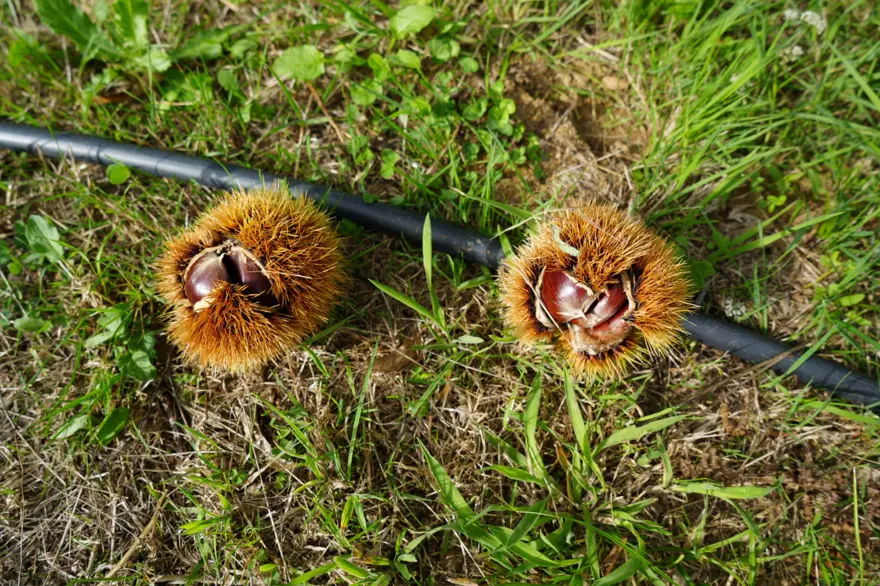 Hasat zamanı başladı: Gal arısı ve hastalıklara dayanıklı 4