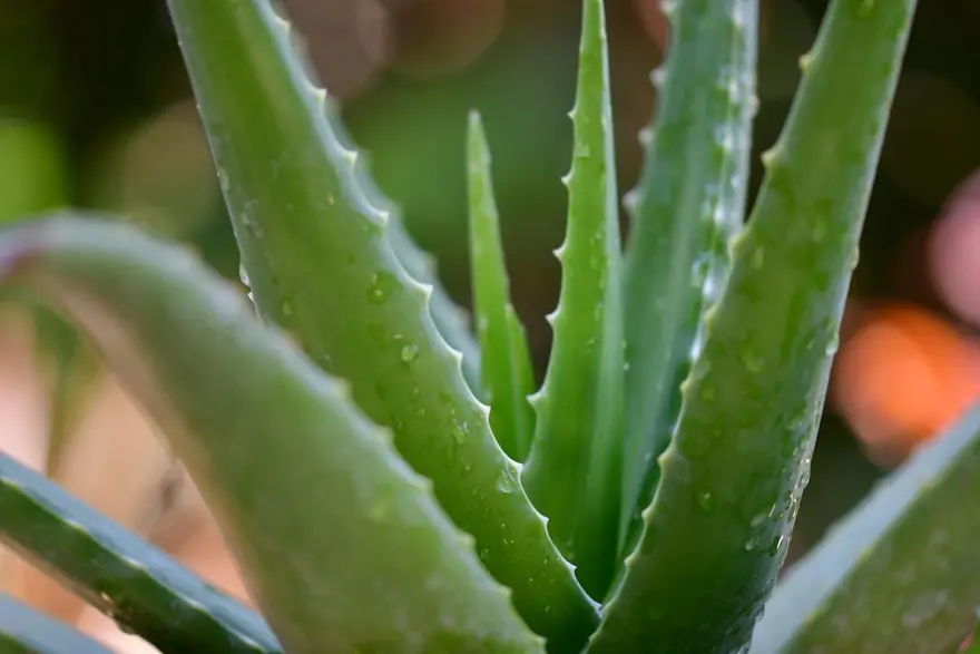 Aloe Vera nedir, Faydaları nelerdir? Aloe Vera (tıbbi sarısabır) bitkisine nasıl bakılır? 2