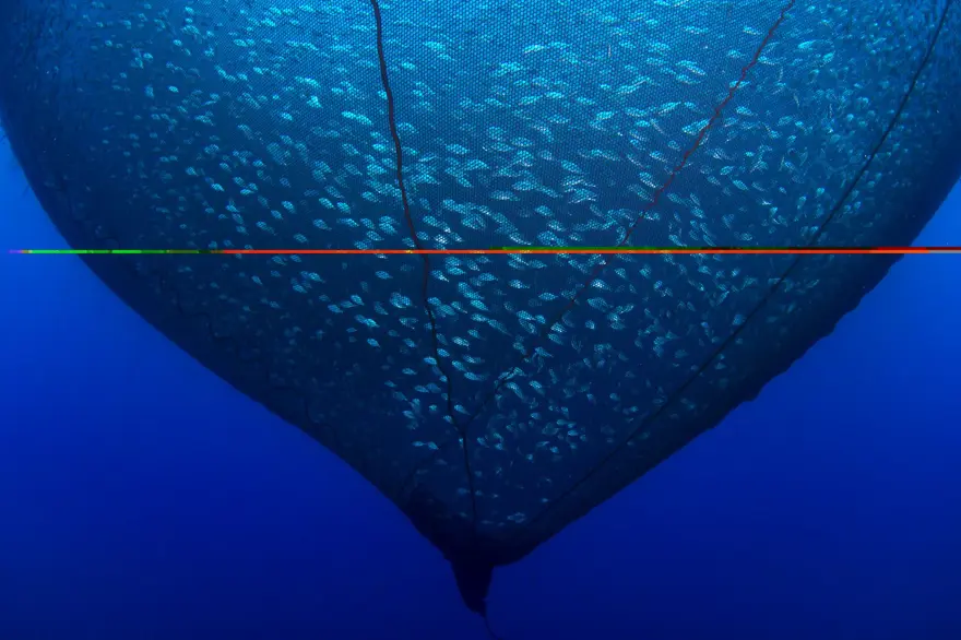 Balık fotoğrafı yarışmasında kazananlar belli oldu 2