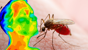 Hastalıkların yayılmasına neden olan dünyanın en ölümcül hayvanı: Vücut ısısını algılıyor!