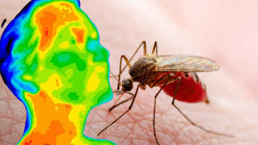 Hastalıkların yayılmasına neden olan dünyanın en ölümcül hayvanı: Vücut ısısını algılıyor!