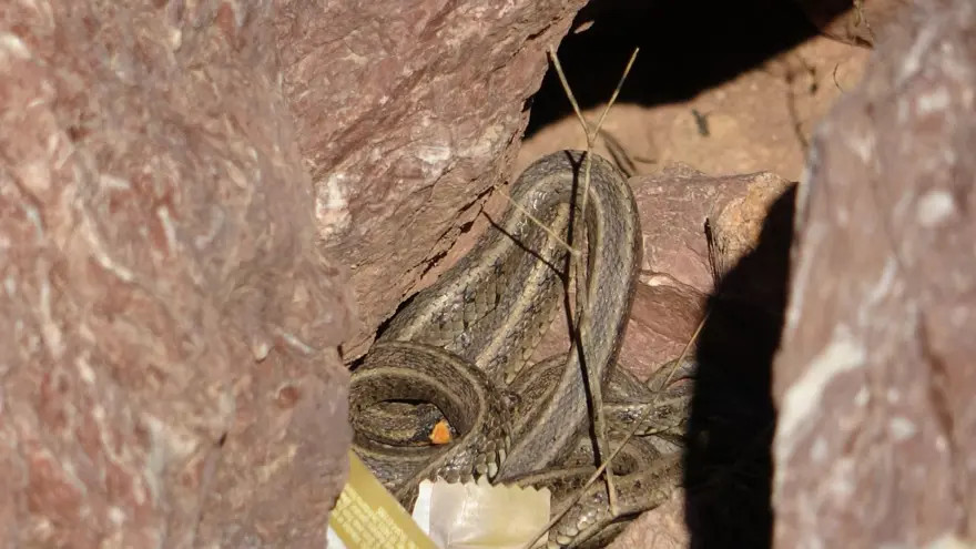 Yüksekova'da sürü halindeki yılanlar Brezilya'nın 'Yılan Adası'nı andırıyor 13