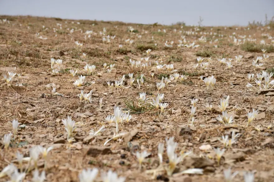 Havalar soğudu, yılın son çiçekleri açtı: Yaylayı terk ediyorlar 3 Havalar soğudu, yılın son çiçekleri açtı: Yaylayı terk ediyorlar 3