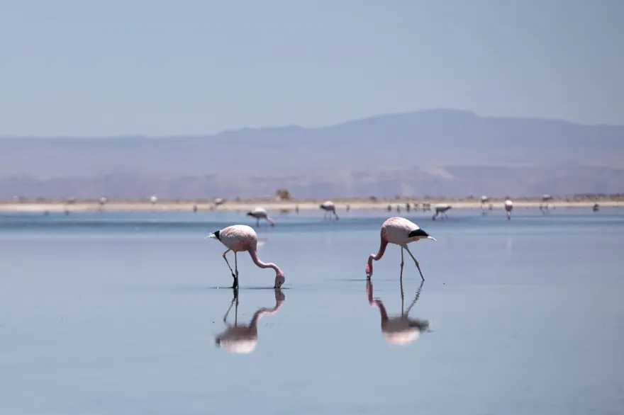 İnsan faaliyetlerinin son kurbanları: Sayıları hızla azalıyor 21 İnsan faaliyetlerinin son kurbanları: Sayıları hızla azalıyor 21