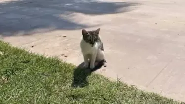 Denize düşen kedi kurtarıldı