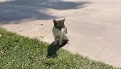 Denize düşen kedi kurtarıldı