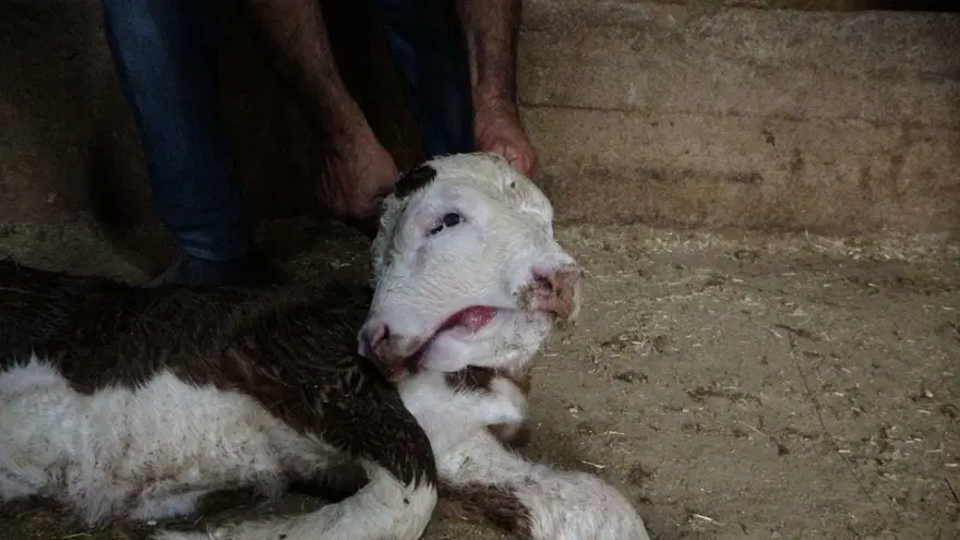 Buzağı çift başlı doğdu: Görenler hayrete düştü 1