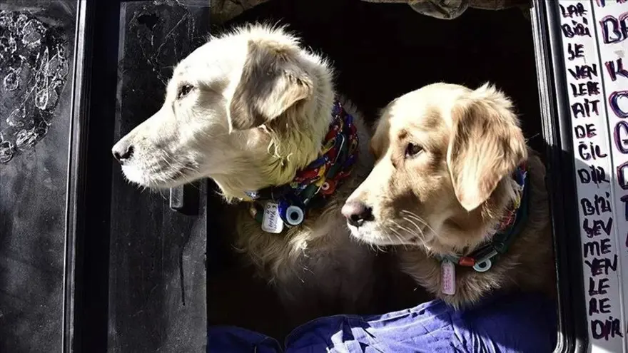 13. SORU: Ev hayvanı kaybolanlar ne yapacak? 12 13. SORU: Ev hayvanı kaybolanlar ne yapacak? 12