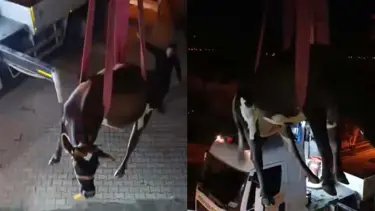 Dama çıkan inek vinçle indirildi