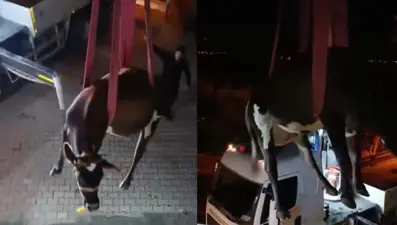 Dama çıkan inek vinçle indirildi