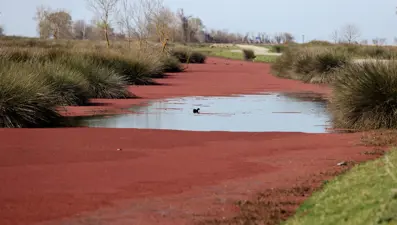 Kızılırmak "kızıllarla" kaplandı