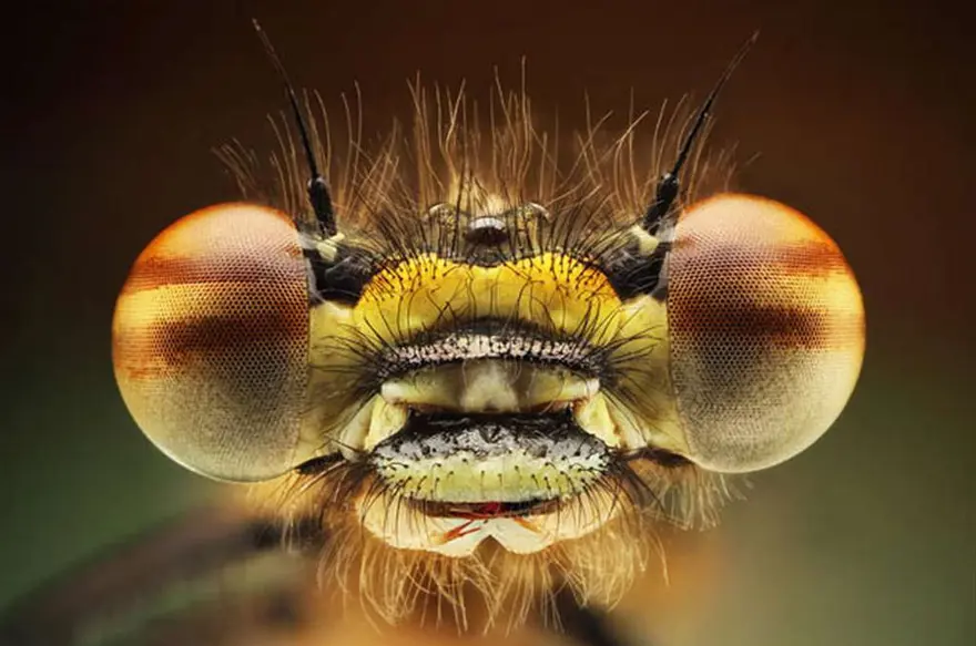 Bu kadar yakından görmediniz 10