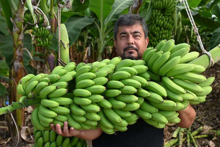 "MUZ KURUSU ÇOK POPÜLER" 7