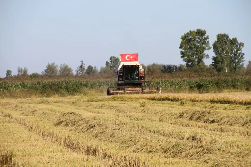 Saat 10.00 gibi hasat başlıyor: Üreticiler bu yıl rekolteden memnun 2