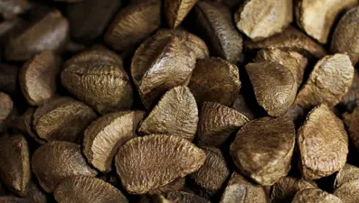 İskoçlu bilim insanları kansersavar besini açıkladı! Bir avucu bile hastalıklı hücreleri yok etmeye yetiyor